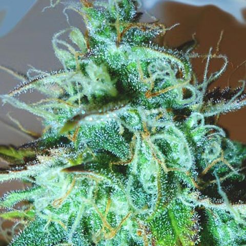 Dope Breeders - MEDICANN Black Afghani Kush Image