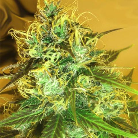 Dope Breeders - MEDICANN Blue Mountain Durban Image