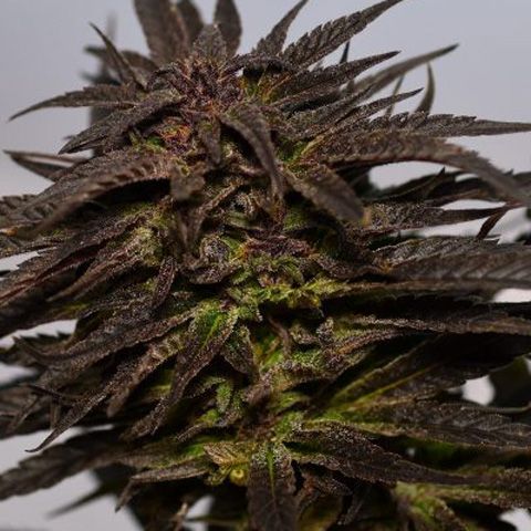 Dope Breeders - MEDICANN Do-Si-Dos Image