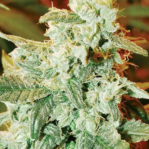 Dope Breeders - MEDICANN Kush Fromage Auto Image