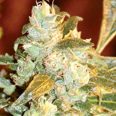 Dope Breeders - MEDICANN Kush Fromage Image