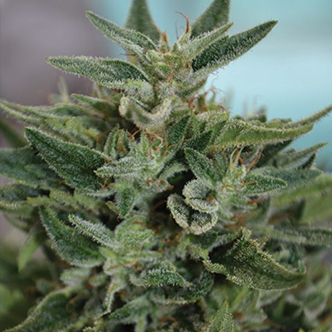 Dope Breeders - MEDICANN OG Kush CBD Image