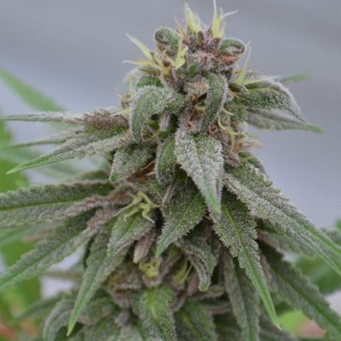 Dope Breeders - MEDICANN Pure Kush Image