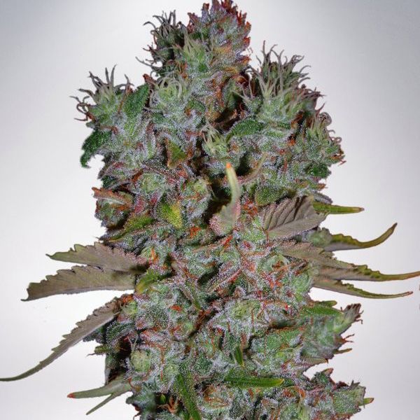 Dope Breeders - MINISTRY OF CANNABIS Auto Blueberry Domina Image