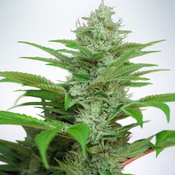 Dope Breeders - MINISTRY OF CANNABIS Auto CBD Star Image