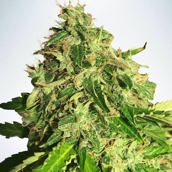 Dope Breeders - MINISTRY OF CANNABIS Auto Cannabis Light Image