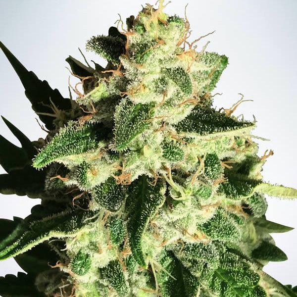 Dope Breeders - MINISTRY OF CANNABIS Auto God's Glue Image