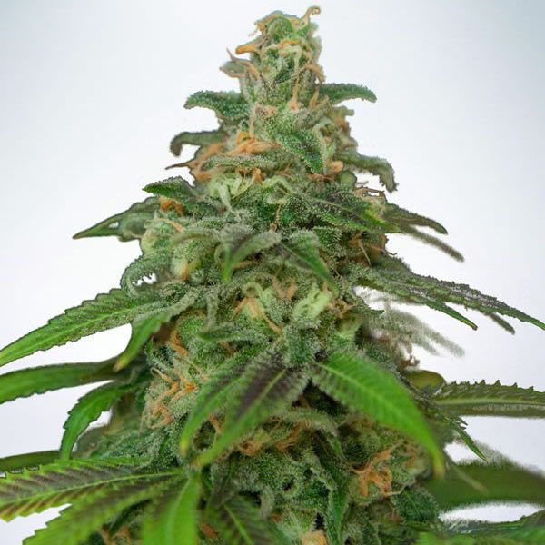 Dope Breeders - MINISTRY OF CANNABIS Auto Mandarin Haze Image