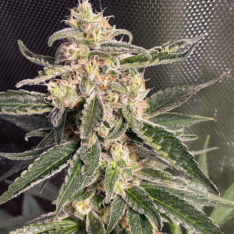 Dope Breeders - MINISTRY OF CANNABIS Auto Sweet Donkey Image