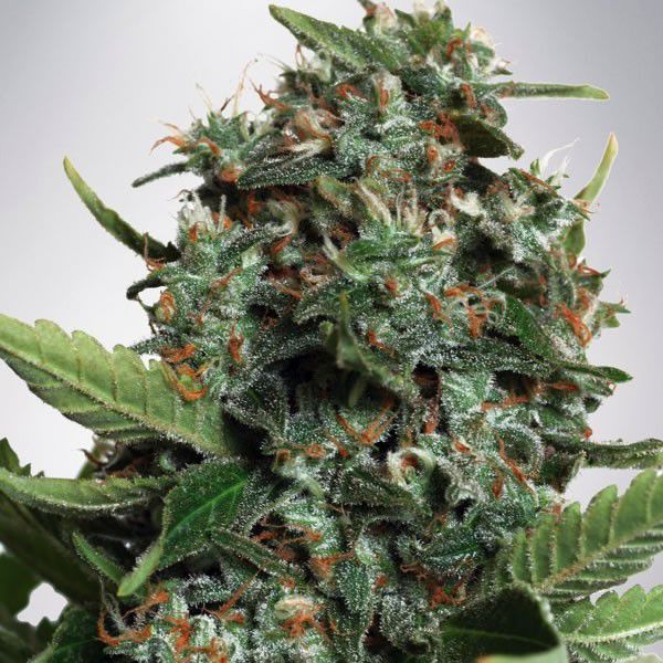 Dope Breeders - MINISTRY OF CANNABIS Autopilot XXL Image