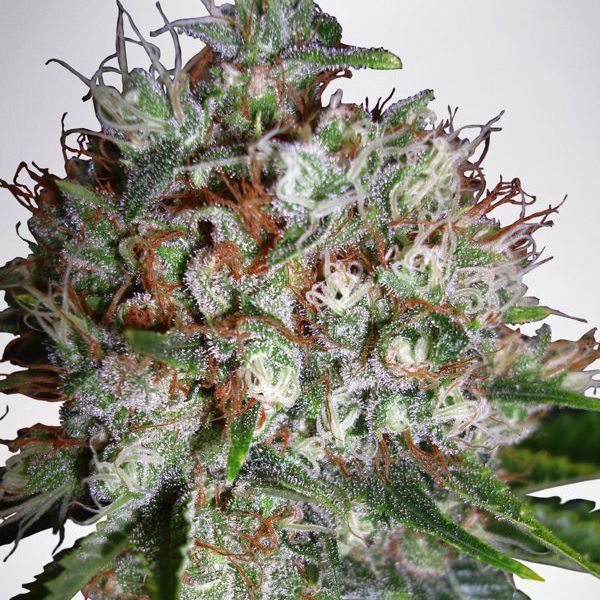 Dope Breeders - MINISTRY OF CANNABIS Big Bud XXL Image