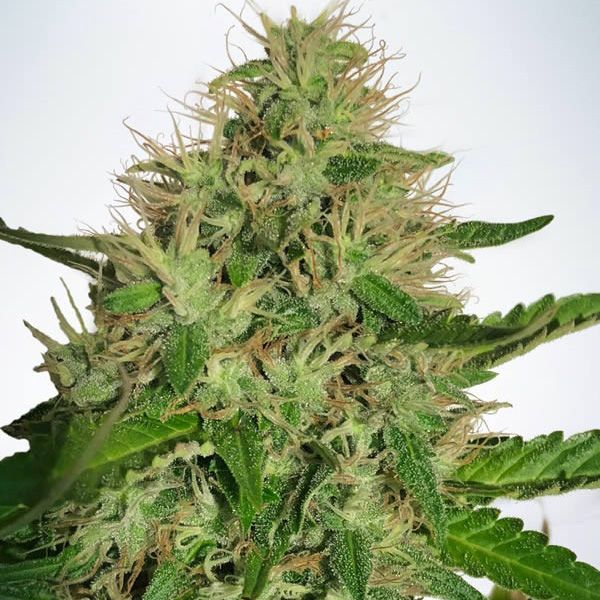 Dope Breeders - MINISTRY OF CANNABIS Cannabis Light Image