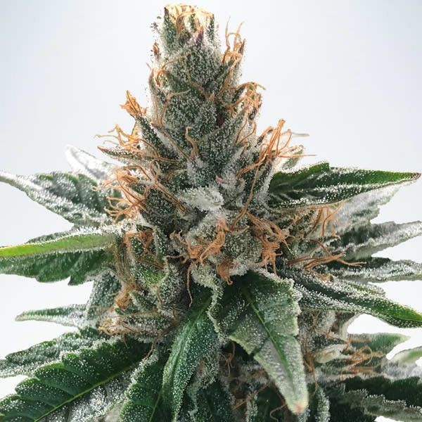 Dope Breeders - MINISTRY OF CANNABIS God's Glue Image