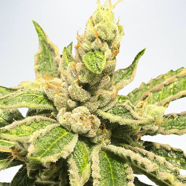 Dope Breeders - MINISTRY OF CANNABIS Mamacita's Cookies Image