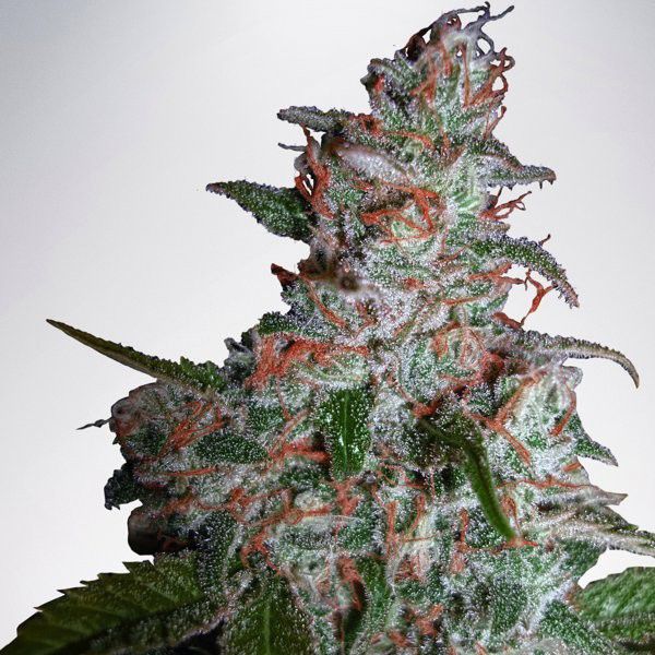 Dope Breeders - MINISTRY OF CANNABIS Northern Lights Image