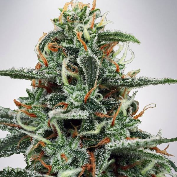 Dope Breeders - MINISTRY OF CANNABIS White Widow Image