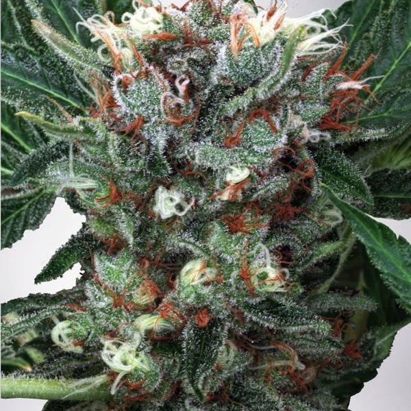 Dope Breeders - MINISTRY OF CANNABIS Zensation Image