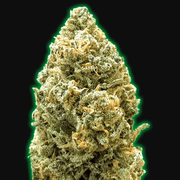 Dope Breeders - MONSTER GENETICS Monster Bruce Banner Auto Image