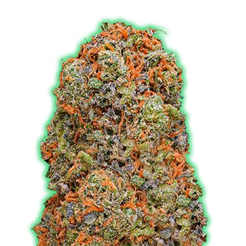 Dope Breeders - MONSTER GENETICS Monster Gelato Image