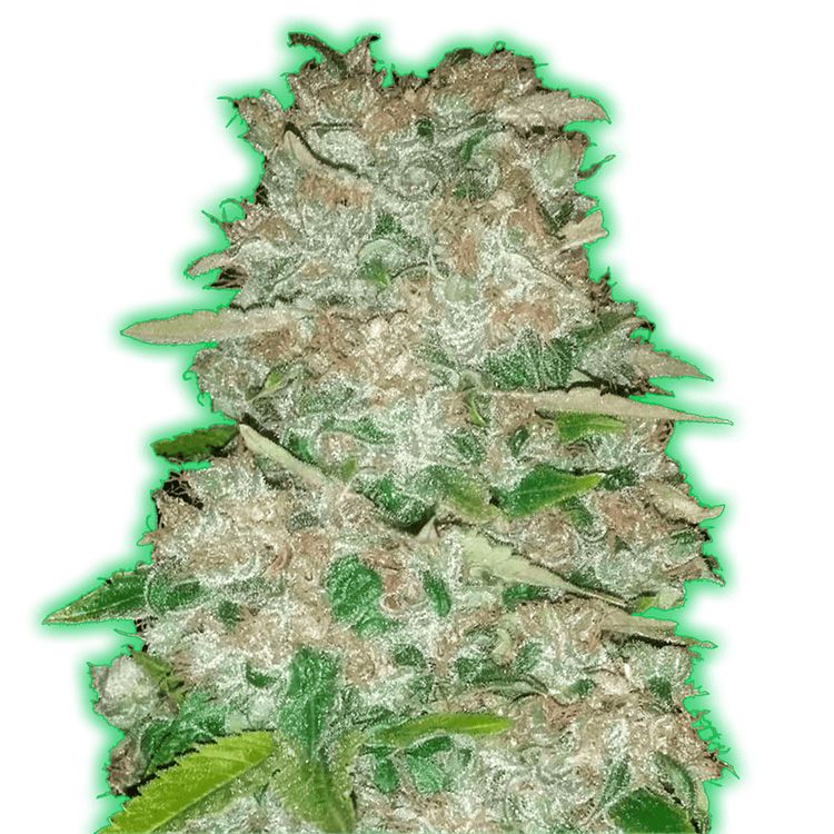 Dope Breeders - MONSTER GENETICS Monster Gorilla Glue Image