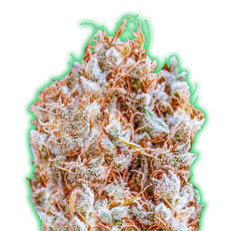 Dope Breeders - MONSTER GENETICS Monster Zkittlez Image