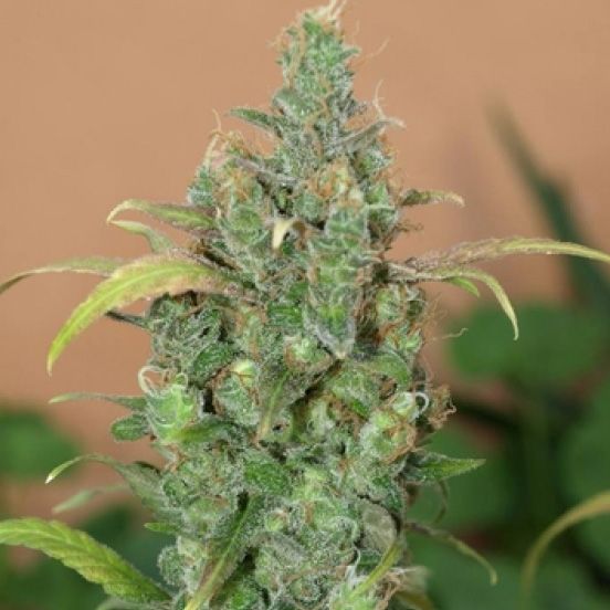 Dope Breeders - NEXT GENERATION SEEDS Auto AK Image