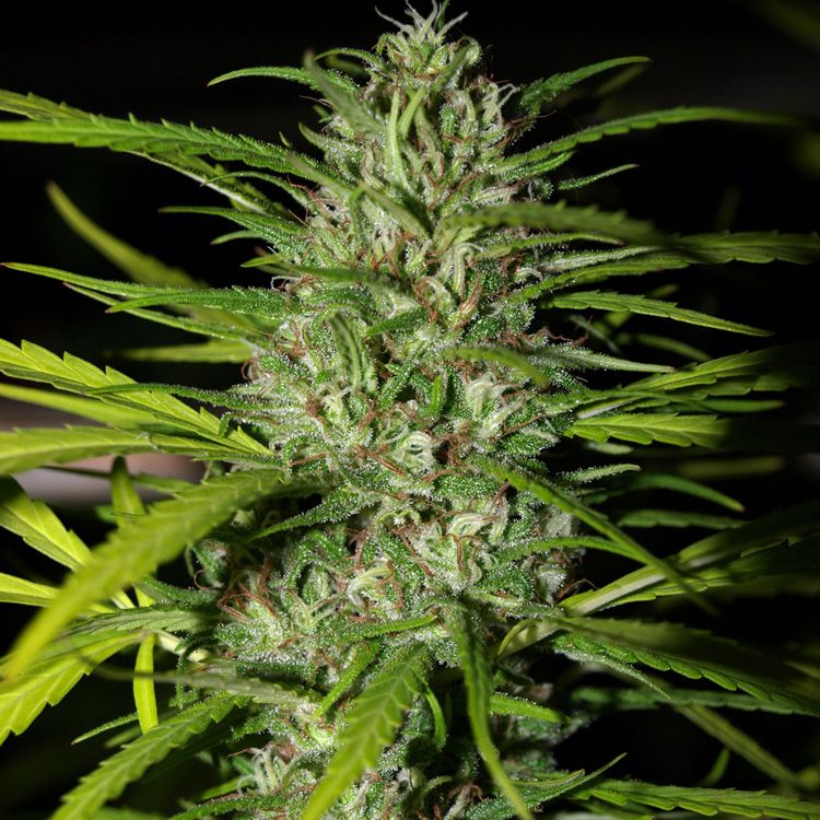 Dope Breeders - NEXT GENERATION SEEDS Auto Grapefruit Haze Image