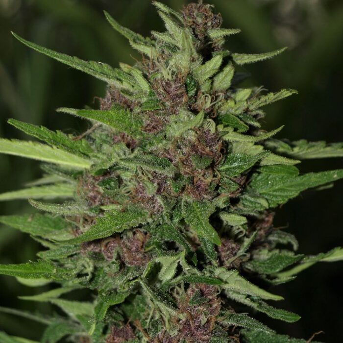 Dope Breeders - NEXT GENERATION SEEDS BC Early Blueberry Image