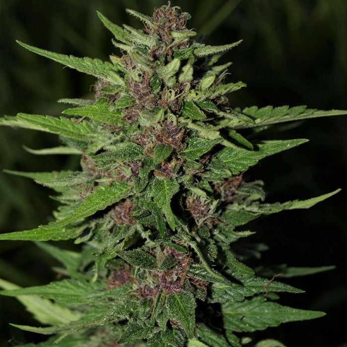 Dope Breeders - NEXT GENERATION SEEDS Blueberry Auto Image