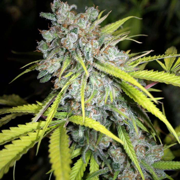 Dope Breeders - NEXT GENERATION SEEDS Critical Magic Image