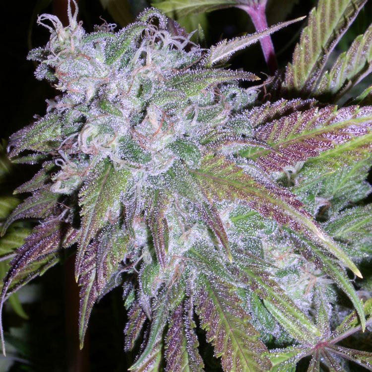 Dope Breeders - NEXT GENERATION SEEDS Dynamite Automatic Image