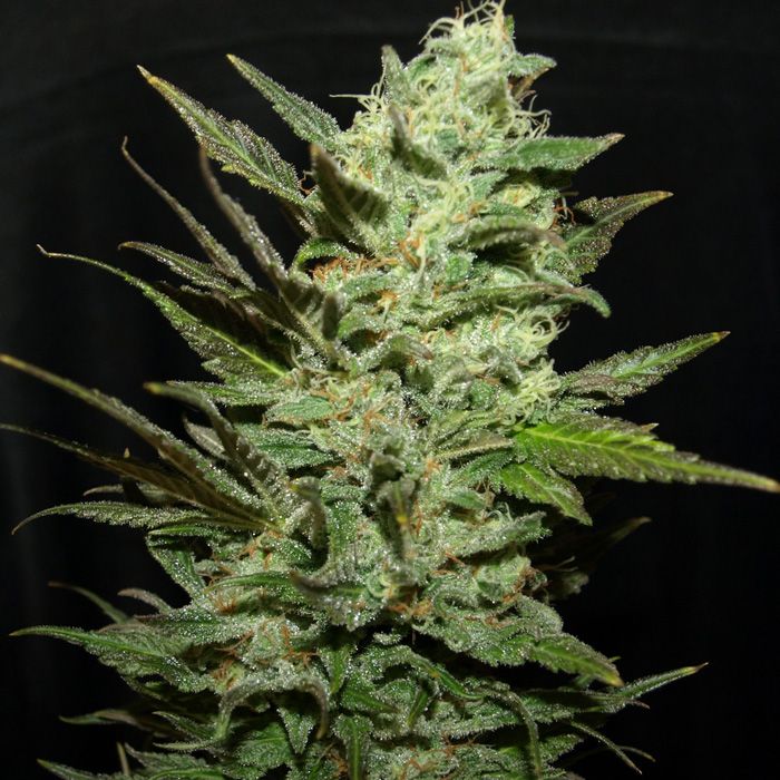 Dope Breeders - NEXT GENERATION SEEDS Grape Haze Image