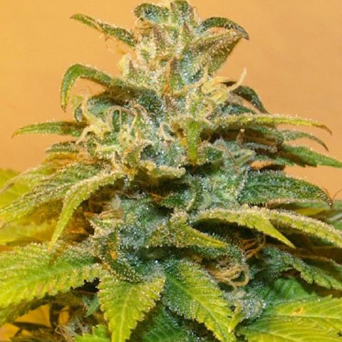 Dope Breeders - NEXT GENERATION SEEDS NG69 Image