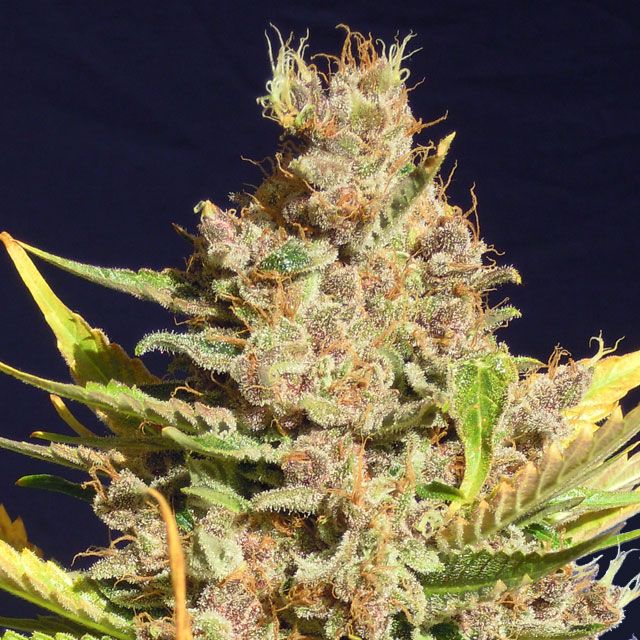 Dope Breeders - ORIGINAL SENSIBLE SEEDS Alien Gorilla Image