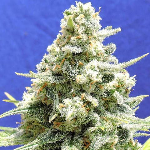 Dope Breeders - ORIGINAL SENSIBLE SEEDS Amnesia Lemon Kush Image