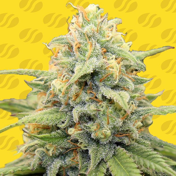 Dope Breeders - ORIGINAL SENSIBLE SEEDS Apple Fritter Auto Image