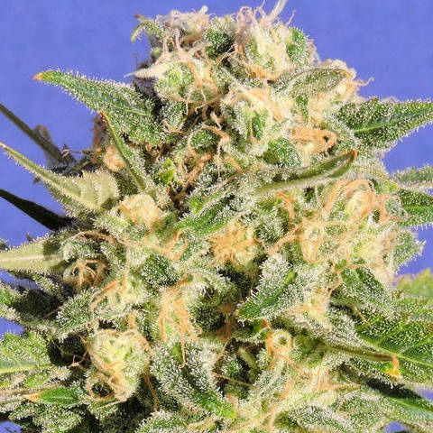 Dope Breeders - ORIGINAL SENSIBLE SEEDS Auto AK XXL (fka Auto Destroyer) Image