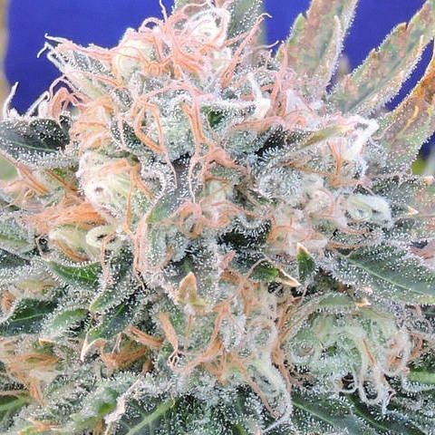 Dope Breeders - ORIGINAL SENSIBLE SEEDS Auto Blueberry Ghost OG Image