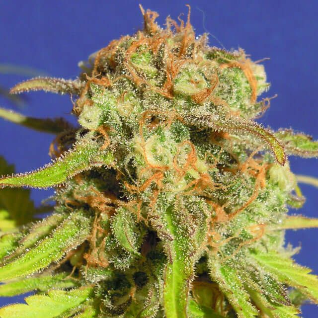 Dope Breeders - ORIGINAL SENSIBLE SEEDS Auto Bruce Banner #3 Image