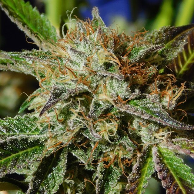 Dope Breeders - ORIGINAL SENSIBLE SEEDS Auto Ghost Cookies Image