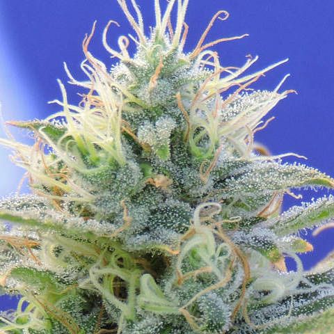 Dope Breeders - ORIGINAL SENSIBLE SEEDS Auto Ghost OG Image