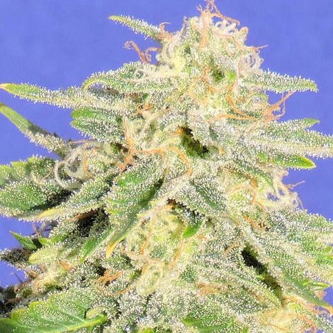 Dope Breeders - ORIGINAL SENSIBLE SEEDS Auto JH Image