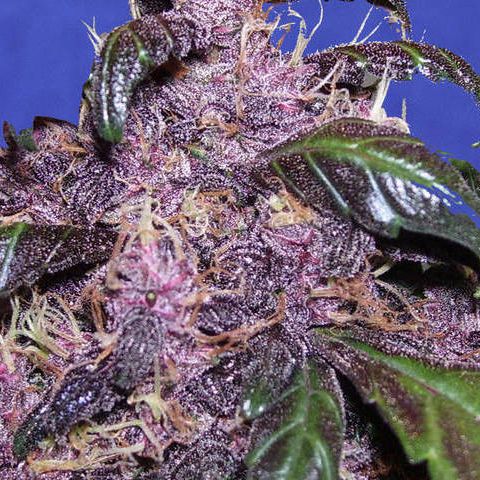 Dope Breeders - ORIGINAL SENSIBLE SEEDS Auto Purple Image