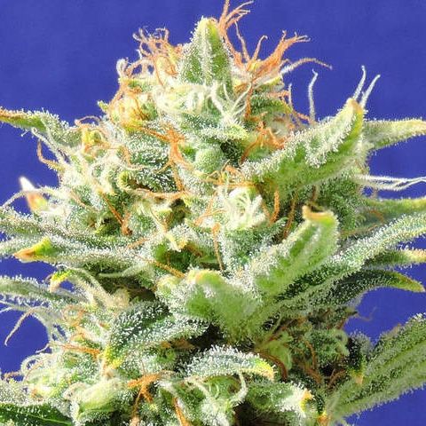 Dope Breeders - ORIGINAL SENSIBLE SEEDS Auto Skunk Image