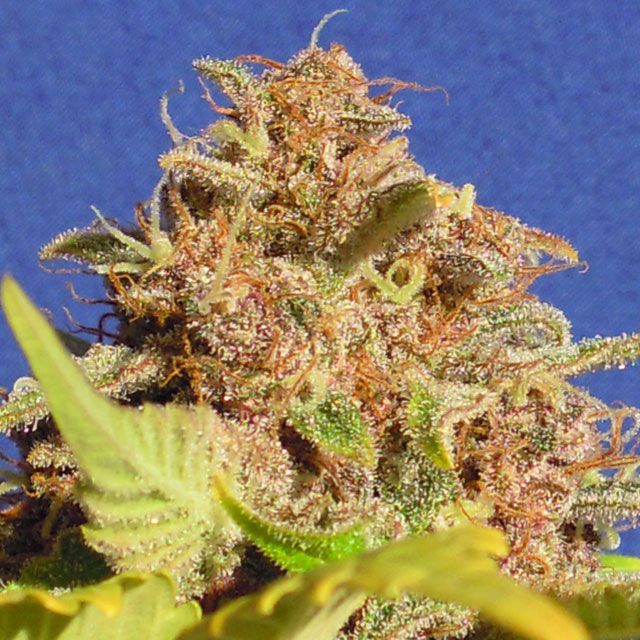 Dope Breeders - ORIGINAL SENSIBLE SEEDS Auto Wedding Cake Image