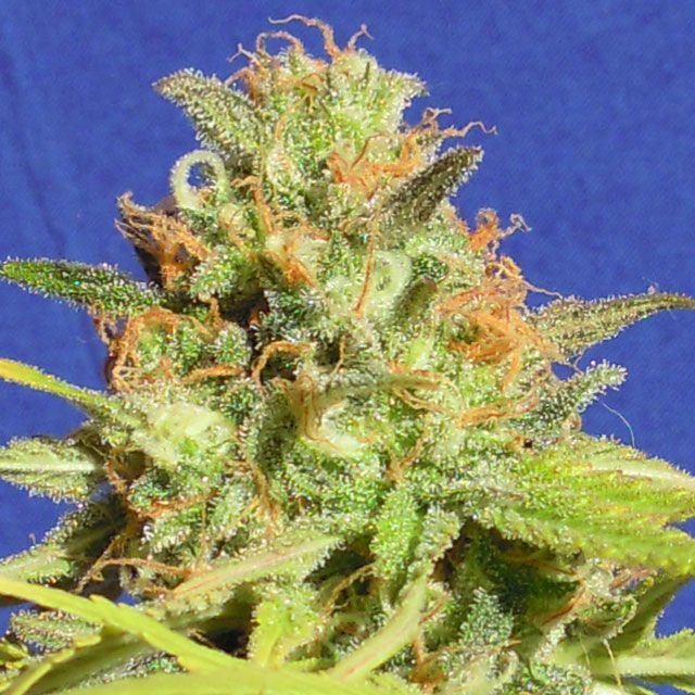 Dope Breeders - ORIGINAL SENSIBLE SEEDS Auto Zkittlez Image