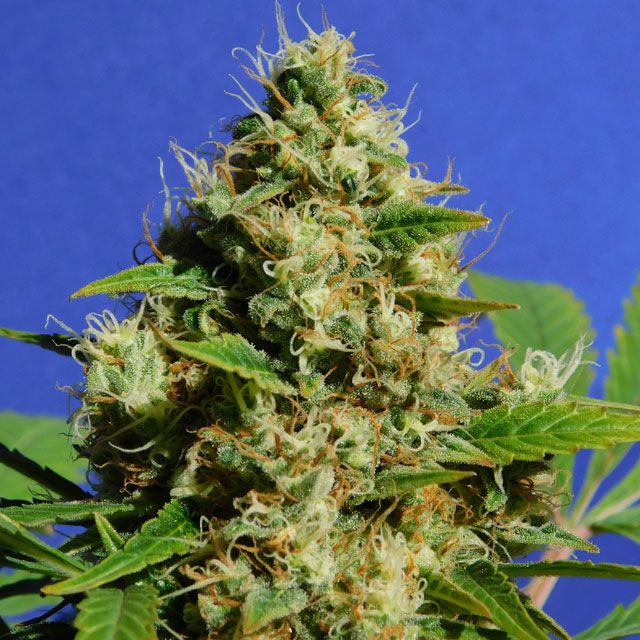 Dope Breeders - ORIGINAL SENSIBLE SEEDS Banana Sherbet Image