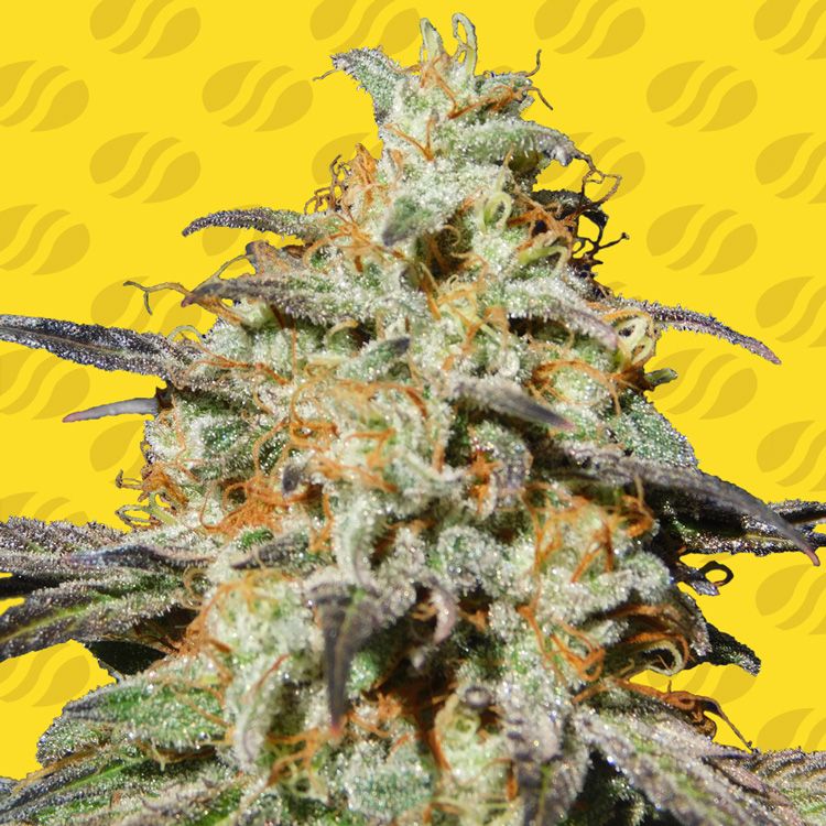 Dope Breeders - ORIGINAL SENSIBLE SEEDS Biscotti Auto Image