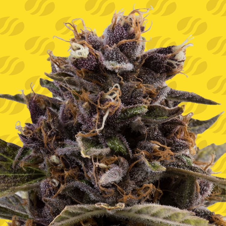 Dope Breeders - ORIGINAL SENSIBLE SEEDS Black Dog Auto Image