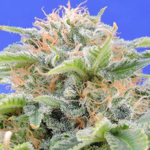 Dope Breeders - ORIGINAL SENSIBLE SEEDS Black Gum Image